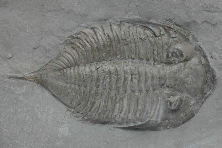 Dalmanites Trilobite Fossil - New York #219897
